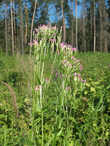 Centaurium erythraea