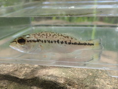 Micropterus henshalli