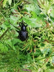 Liparus glabrirostris