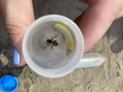 Bombus sylvicola