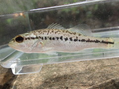 Micropterus henshalli