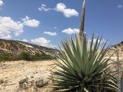 Agave applanata