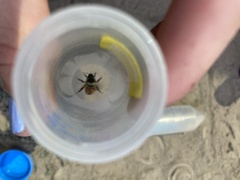 Bombus sylvicola