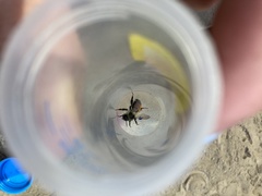 Bombus sylvicola