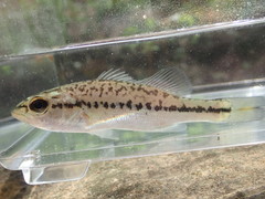 Micropterus henshalli