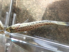 Micropterus henshalli