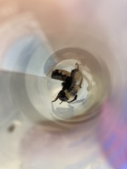 Bombus insularis