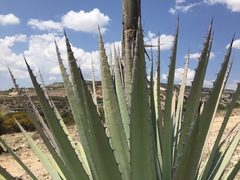 Agave applanata