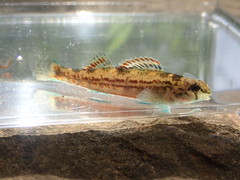 Etheostoma bellator