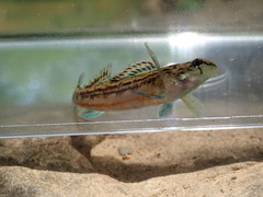 Etheostoma bellator