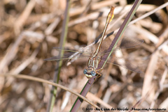 Phanogomphus cavillaris