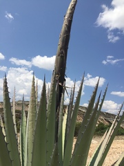 Agave applanata
