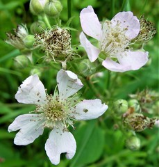 Rubus robiae