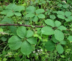 Rubus robiae