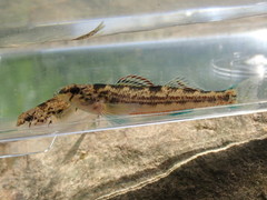 Etheostoma bellator