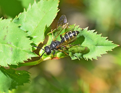 Cerceris quadrifasciata