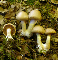 Cortinarius delibutus