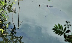 Scardinius erythrophthalmus