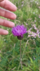Cirsium tuberosum