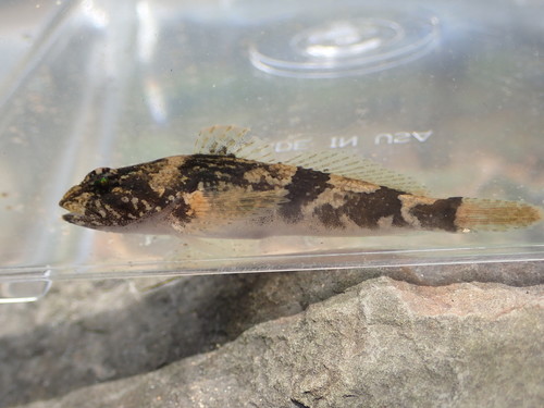 Banded Sculpin