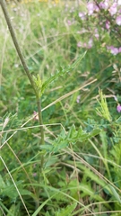 Cirsium tuberosum