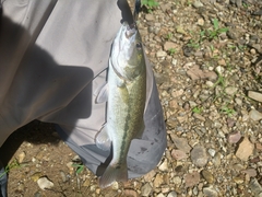 Micropterus henshalli