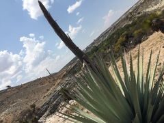 Agave applanata