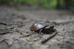 Sternotherus intermedius
