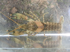 Faxonius erichsonianus