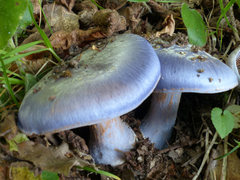 Cortinarius caerulescens