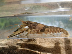 Faxonius erichsonianus