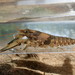 Reticulate Crayfish - Photo (c) Daniel Folds, some rights reserved (CC BY-NC), uploaded by Daniel Folds