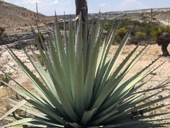 Agave applanata