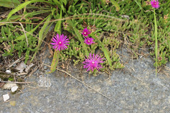 Delosperma cooperi