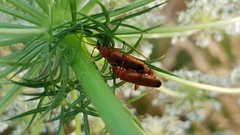 Rhagonycha fulva