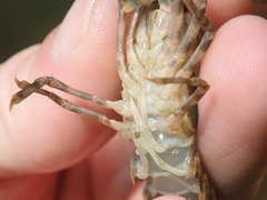 Faxonius erichsonianus