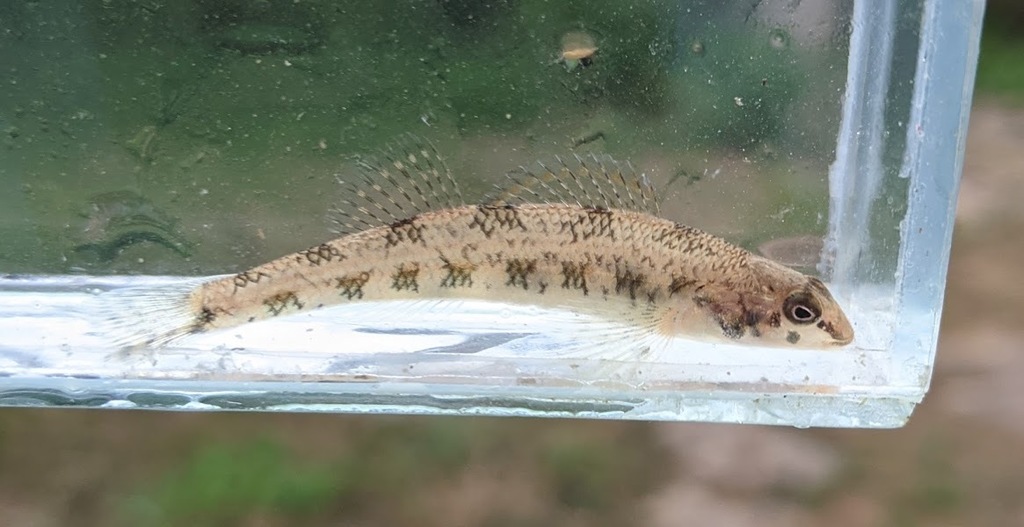 Highland Darter