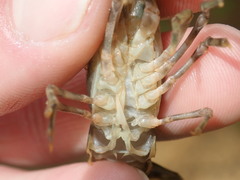 Faxonius erichsonianus