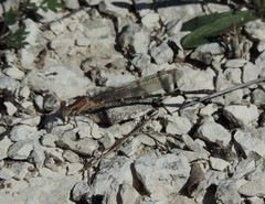 Argia translata