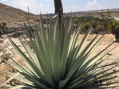 Agave applanata