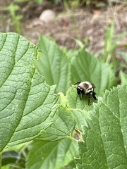Bombus impatiens