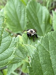 Bombus impatiens
