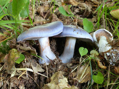 Cortinarius caerulescens