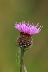Centaurea decipiens