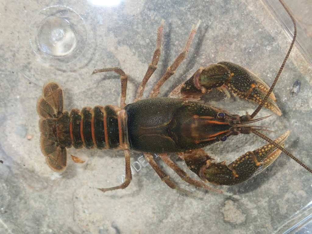 Sloped Crayfish