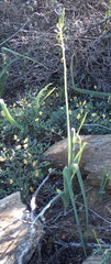 Bulbine succulenta