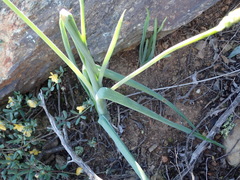 Bulbine succulenta