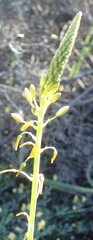 Bulbine succulenta