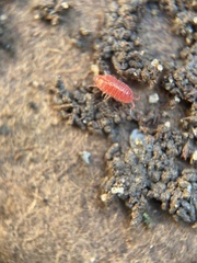 Androniscus dentiger