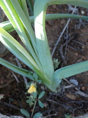Bulbine succulenta